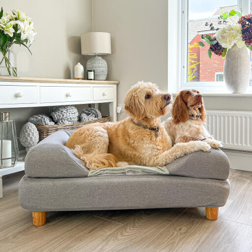 Topology lit pour chien avec pieds