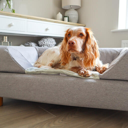 Topology lit pour chien avec traversin