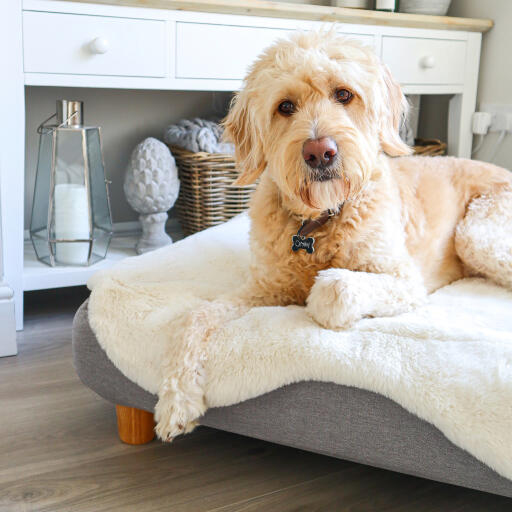 Topology lit pour chien avec sur-matelas en peau de mouton blanche