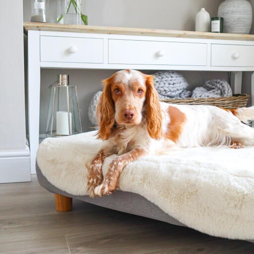 Topology lit pour chien avec sur-matelas en peau de mouton blanche