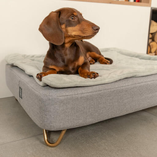 Teckel assis sur Omlet Topology lit pour chien avec couverture matelassée et Gold pieds en épingle à cheveux