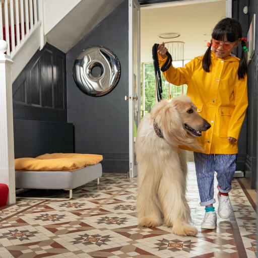Fille emmenant son chien en promenade avec Omlet Topology lit pour chien avec sac à haricots et pieds blancs en arrière-plan.