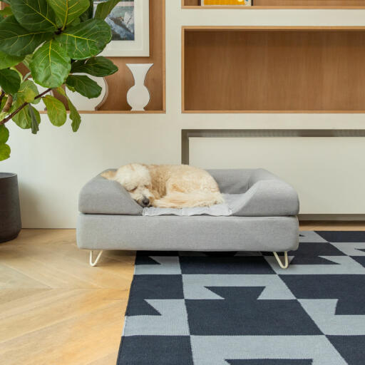 Chien dormant sur Omlet Topology lit pour chien avec traversin gris et pieds en épingle à cheveux blancs