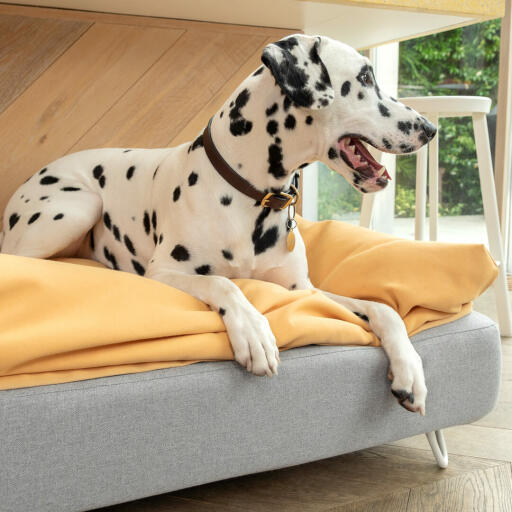 Chien dalmatien assis sur Omlet Topology lit pour chien avec pouf et pieds en épingle à cheveux blancs