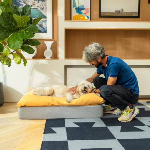 Chien se faisant caresser alors qu'il est allongé sur le lit pour chien Omlet Topology avec topper beanbag