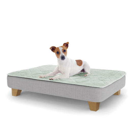 Un chiot se reposant sur le lit pour chiot de taille moyenne Topology avec des pieds carrés en bois