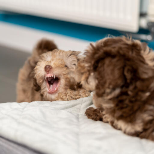 Deux chiots jouant sur le lit pour chiots Topology avec surmatelas matelassé