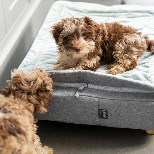 Deux chiots jouant sur le lit pour chiots Topology avec surmatelas matelassé