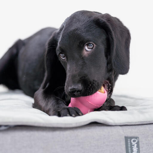 Un chiot jouant avec un jouet sur le lit pour chiot Topology avec surmatelas matelassé