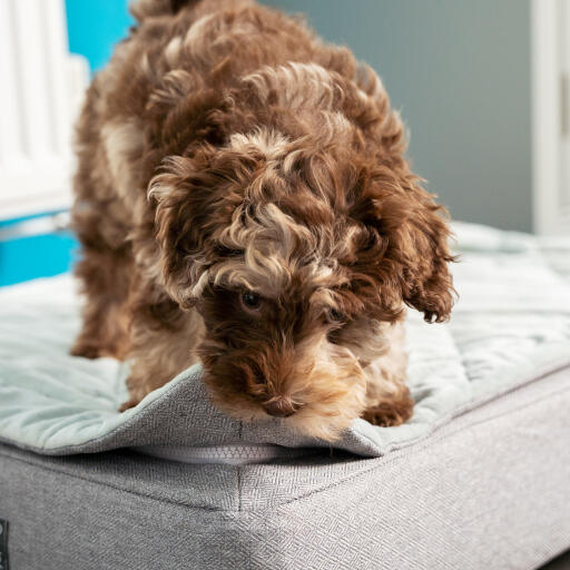 Un chiot qui mord le Topology lit pour chiot avec surmatelas matelassé