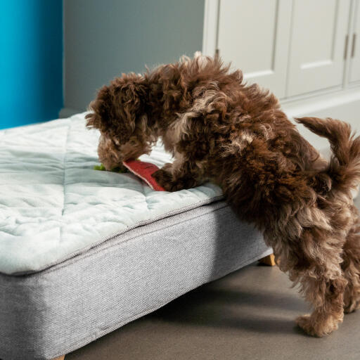 Un chiot renifle le lit pour chiots Topology avec surmatelas matelassé