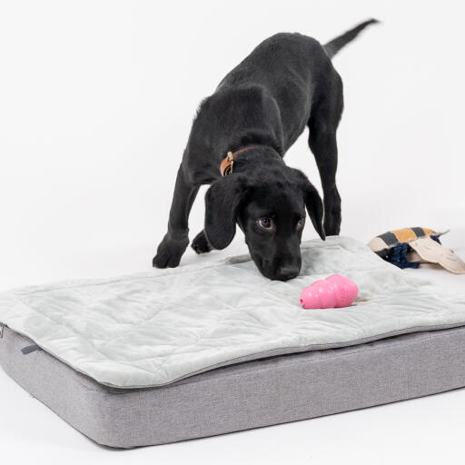 Un chiot jouant avec un jouet sur le lit pour chiot Topology avec surmatelas matelassé