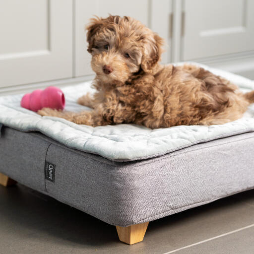 Un chiot couché sur le lit pour chiot Topology avec surmatelas et jouet rose