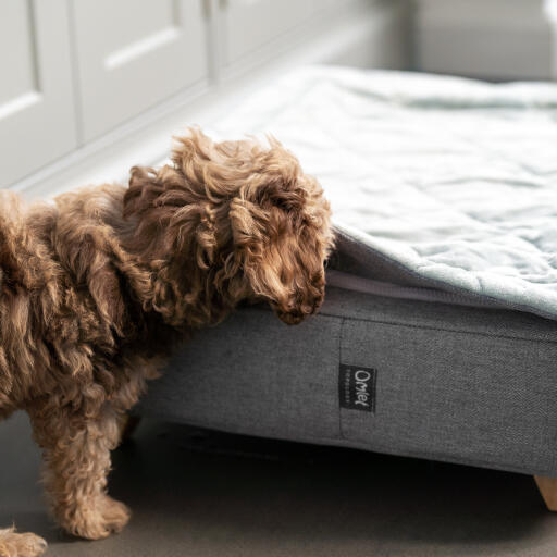 Un chiot renifle le lit pour chiot Topology avec surmatelas matelassé