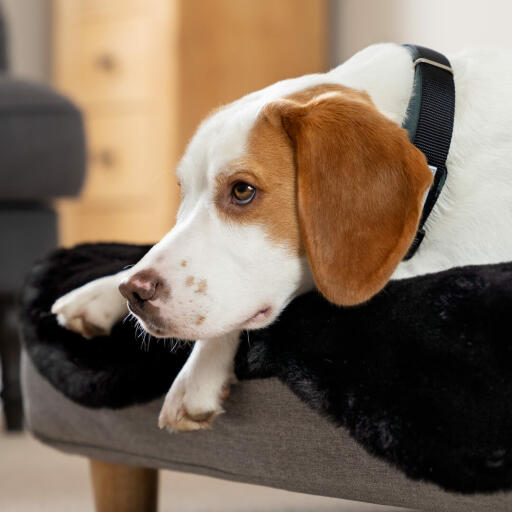 Surmatelas en fausse peau de mouton noir pour lit de chien Topology 