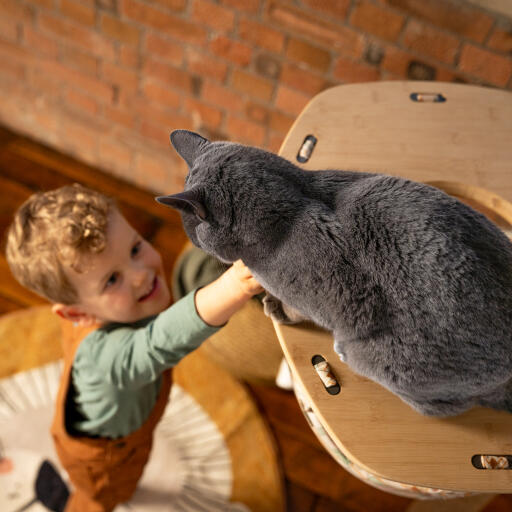 Petit garçon tendant la main à un chat dans un hamac pour chat d'intérieur Freestyle 