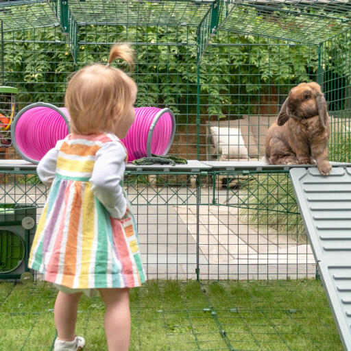 Un lapin assis sur la plateforme Zippi avec un tunnel et une rampe pour lapin rose Zippi 