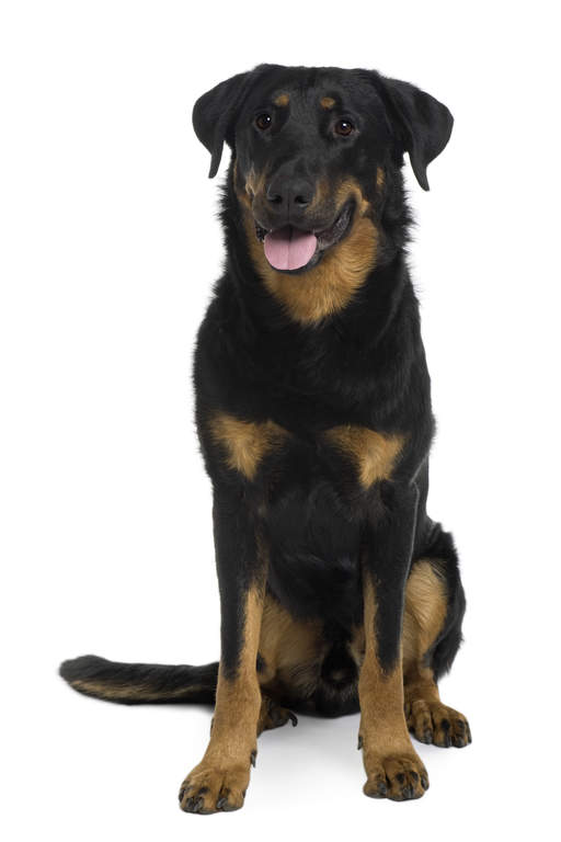 Beauceron | Chiens | Informations sur les races | Omlet Beauceron | Chiens | Informations sur les races | Omlet
