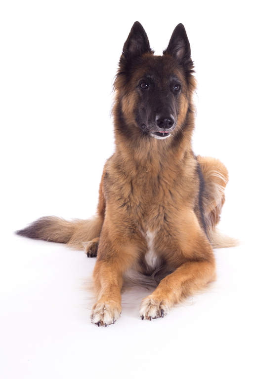 Berger Belge Tervuren Chiens Informations Sur Les Races
