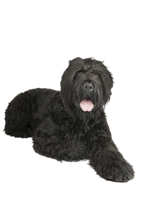 Terrier Noir Russe Chiens Informations Sur Les Races Omlet