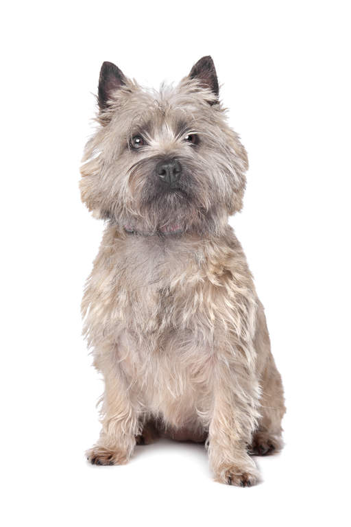 Cairn terrier Chiens