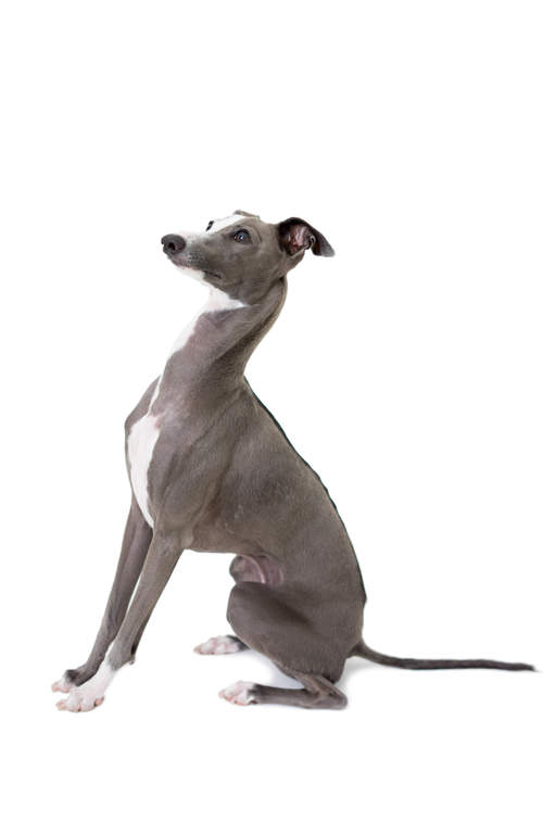 Petit Levrier Italien Chiens Informations Sur Les Races Omlet