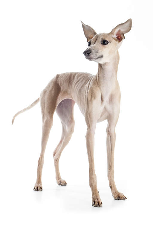 Petit Levrier Italien Chiens Informations Sur Les Races Omlet