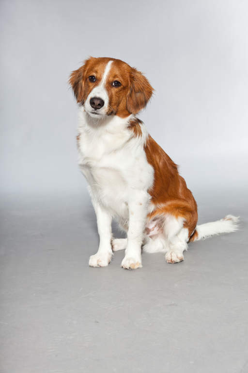 Kooikerhondje Chiens Informations Sur Les Races Omlet