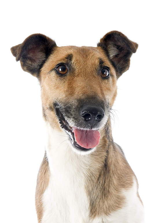 Fox Terrier à Poil Lisse Chiens Informations Sur Les