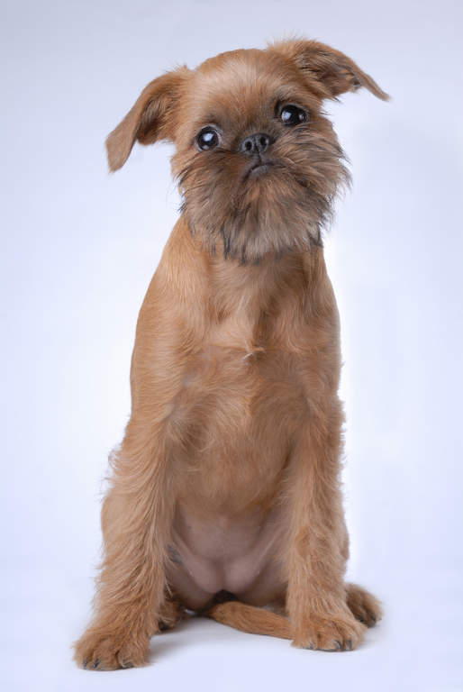 glen of imaal terrier rescue