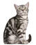 Un joli british shorthair gris tabby