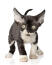 Un petit chaton devon rex aux grandes oreilles