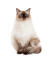 Un jeune chat ragdoll brun et pointu