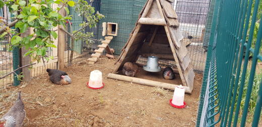 poules en train de refroidir