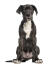 Un chiot dogue allemand avec de belles grandes pattes et des oreilles tombantes