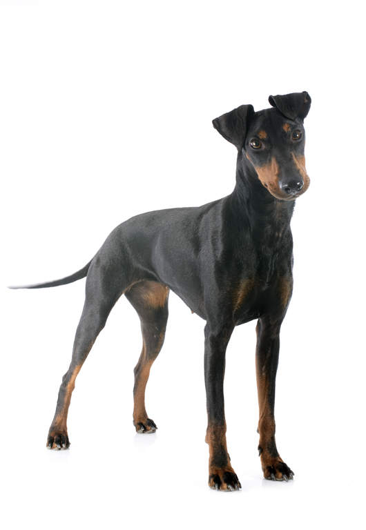 Manchester Terrier Chiens Informations Sur Les Races Omlet