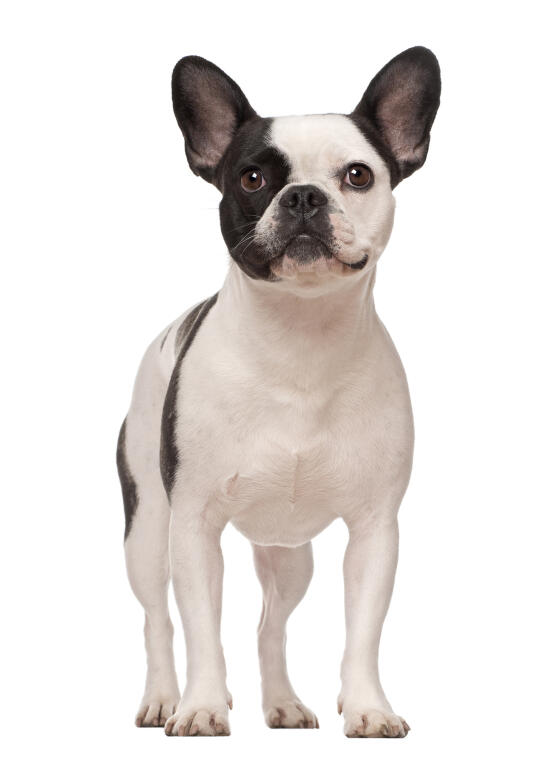 Bouledogue Francais Chiens Informations Sur Les Races Omlet