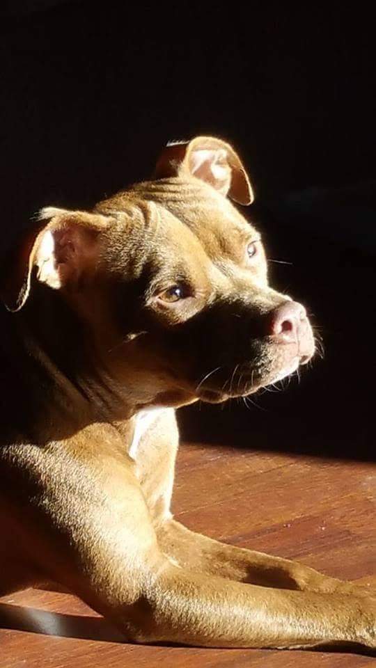 Staffordshire Bull Terrier Chiens Informations Sur Les Races Omlet