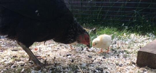 La plus grande chose que vous verrez jamais en élevant des poulets est le lien entre une mère poule et ses poussins.