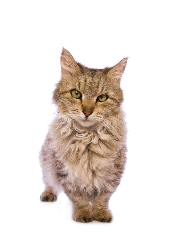 Skookum Chats Informations Sur Les Races Omlet Skookum Chats Informations Sur Les Races Omlet