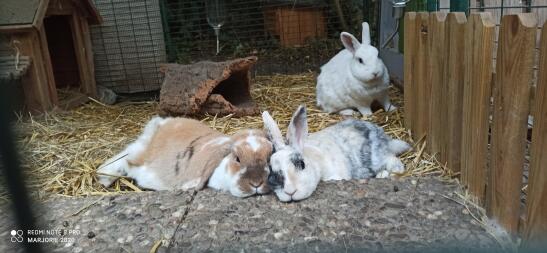 Des lapins qui se détendent ensemble.