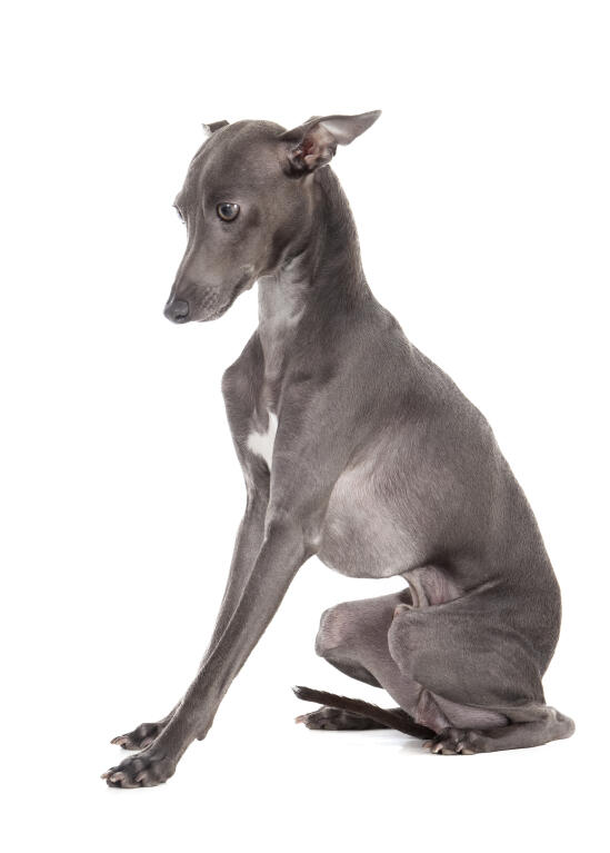 Petit Levrier Italien Chiens Informations Sur Les Races Omlet