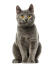 Un chat chartreux avec un pelage gris foncé