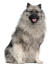 Le pelage doux et épais d'un beau jeune keeshond