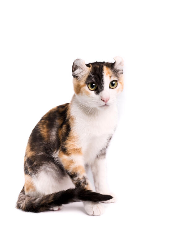 American Curl Poil Court Chats Informations Sur Les Races Omlet American Curl Poil Court Chats Informations Sur Les Races Omlet