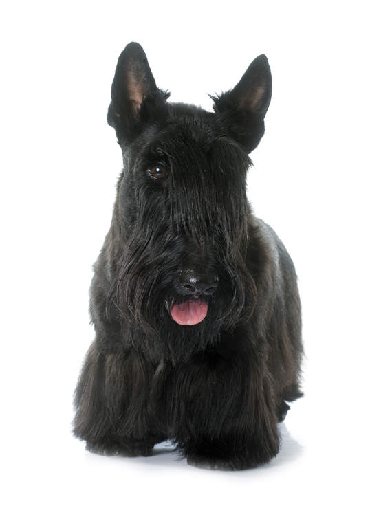Terrier écossais Chiens Informations Sur Les Races Omlet