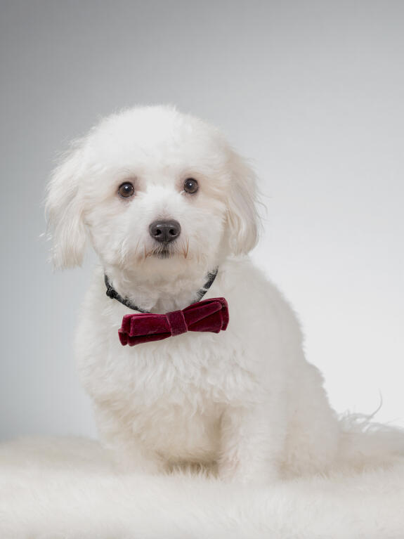 coton de tuléar chiens informations sur les races omlet