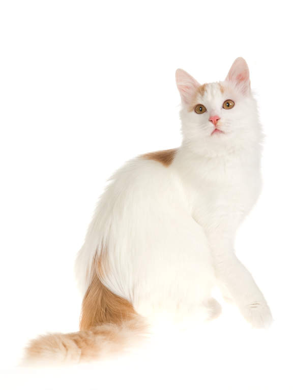 Turc de Van Chats Informations sur les races omlet