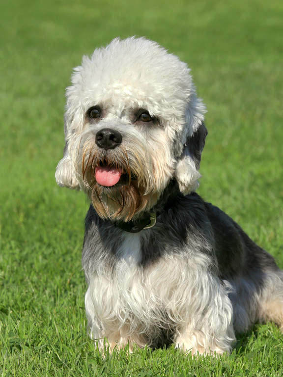Chien dandie dinmont terrier top