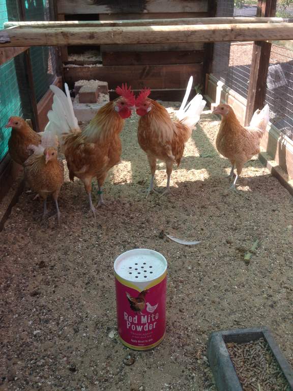 Poudre Anti Poux Rouges Battles 500g